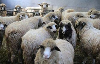 Tescilli karayaka koyunu üniversitede kurulan tesiste geliştirilecek