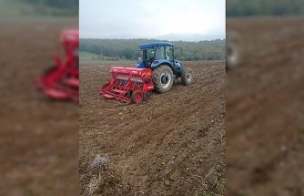 Altın dane buğdayı 19 Mayıs'ta ekildi