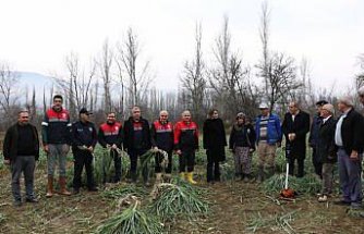 Çorum'da coğrafi işaretli Kışlacık pırasasında hasat başladı