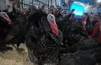 Doğal ortamda beslenen Eflani ve Kandıra hindileri yılbaşı için satışa hazır