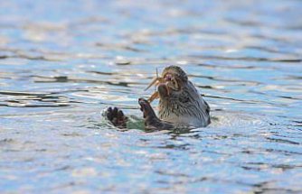 Karabük'te nesli tehlike altında olan su samuru görüntülendi