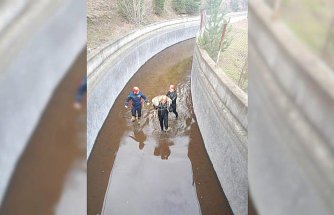Ordu'da su kanalına düşen karaca itfaiye ekiplerince kurtarıldı