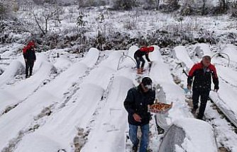 Alaçam'da kar altında çilek hasadı yapıldı