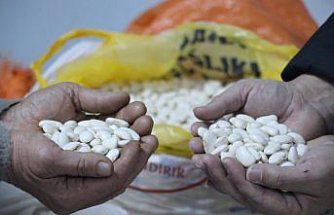 Tescilli Gürgentepe çoban fasulyesinde 'alım garantili üretim' modeli uygulandı