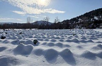 Eskipazar lahanasında 1250 ton rekolte bekleniyor