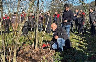 Giresun'da fındık budama eğitimi çalışmaları sürüyor
