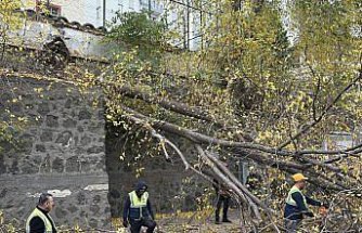 Samsun'da rüzgarda devrilen ağaç iki araca zarar verdi