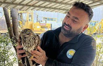 Yakakent'te yaralı halde bulunan şahin koruma altına alındı