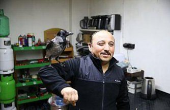Yaralı halde bulduğu karga en yakın arkadaşı oldu