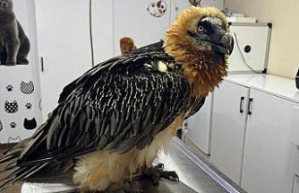 Artvin'de tedavisi tamamlanan sakallı akbaba, takip cihazı takılarak doğaya salındı