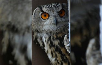 Artvin'de yaralı bulunan puhu tedavisinin ardından doğaya bırakıldı