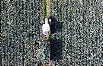 Bafra Ovası'nda brokoli hasadı devam ediyor