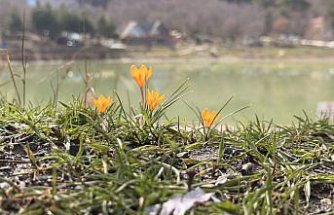 Çorum'da Yeşil Göl'ün çevresi çiğdem ve menekşelerle kaplandı