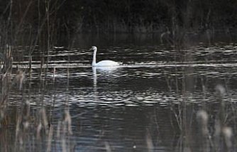 Göç yolunda yorgun düşen kuğular doğa koruma ekiplerinin gözetiminde