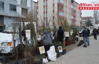 Havza'da meyve ve ağaç fidanları satışa çıktı