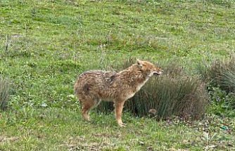 Karabük'te mahalleye inen hasta çakal tedavi edildi