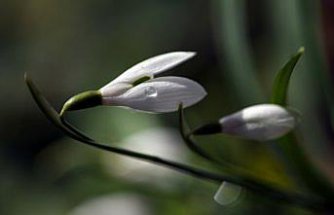 Küre Dağları'nda kardelenler sıcak hava nedeniyle erken karsız kaldı