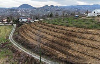 Ordu'da fındık üretiminde verimi arttırmak amacıyla çalışmalar devam ediyor