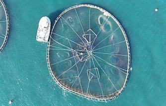 Ordu'da kafes balıkçılığı tesislerinde 2025'te 6 bin ton üretim gerçekleşti