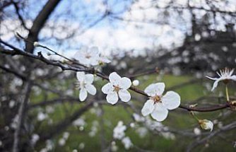 Yakakent'te şubat ayında erik ağaçları çiçek açtı