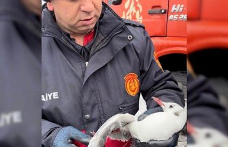 Zonguldak'ta kanadı elektrik teline takılan martı kurtarıldı