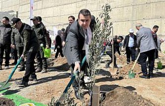 Artvin'de 200 zeytin fidanı dikildi