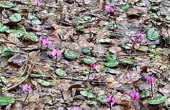Bolu'da kış ve ilkbahar bir arada yaşanıyor