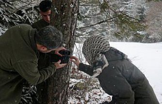Bolu'da yaban hayvanları için doğaya yem bırakıldı