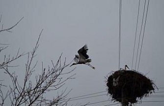 Çorum'da baharın müjdecisi leylekler yuvalarını yeniden şenlendirdi