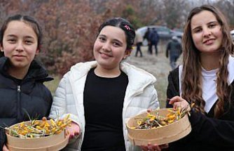 Çorum'da Hititlerden kaldığı düşünülen “Çiğdem Gezmesi“ etkinliği düzenlendi