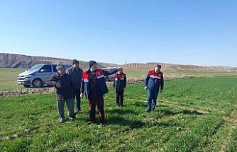 Çorum'da hububat ekili arazide kontrol çalışmaları sürüyor