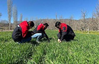 Göynücek'te tarım alanlarına yönelik fizyolojik inceleme yapıldı