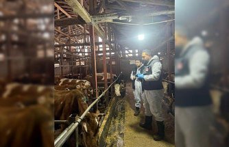 Rize’de ilkbahar şap aşılama çalışmaları başladı