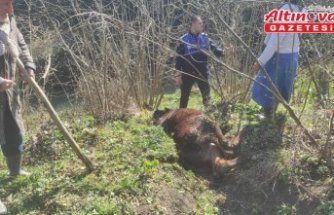 Samsun'da zabıta ekipleri kanala düşen ineği kurtardı