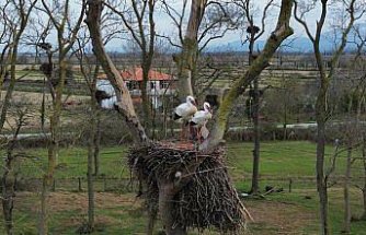 Samsun'da Kızılırmak Deltası'na baharın müjdecisi leylekler gelmeye başladı