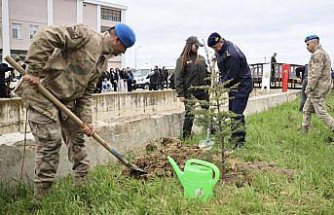 Sinop'ta toprakla buluşturulan 5 bin 700 fidan geleceğe nefes olacak