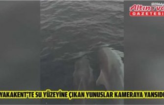 Yakakent'te su yüzeyine çıkan yunuslar kameraya yansıdı