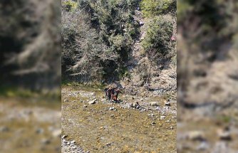 Zonguldak'ta defne yaprağı topladığı sırada yüksekten düşen kadın yaralandı