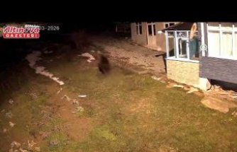 Alaçam'da evin bahçesine giren ayı kamerada