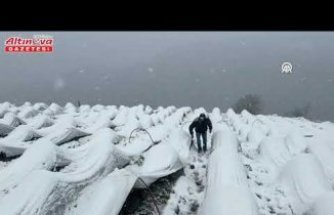 Alaçam'da kar altında çilek hasadı yapıldı