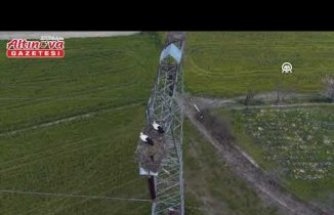 Alaçam'da yüksek gerilim hattına yuva yapan leylekler görüntülendi