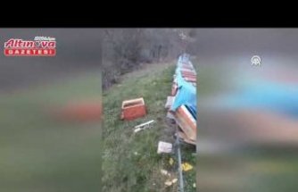Bafra'da ayı arı kovanlarının çevresinde dolaşırken görüntülendi