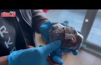 Samsun'da oyuncak ayının içine gizlenmiş uyuşturucu ele geçirildi