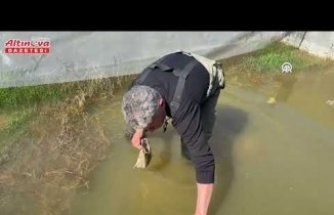 Tıbbi sülük avcılığı için soğuk suyun içinde saatler geçiriyor