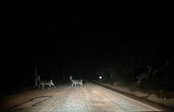 Abant'ta geyik sürüsü cep telefonuyla görüntülendi