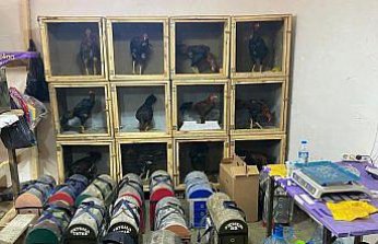 Samsun'da horoz dövüştüren 91 kişiye 1 milyon 55 bin lira ceza verildi