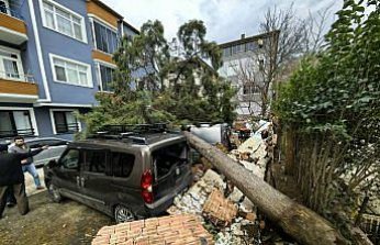 Samsun'da şiddetli rüzgar nedeniyle devrilen ağaçlar 3 araca zarar verdi