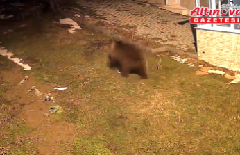Alaçam'da evin bahçesine giren ayı kamerada