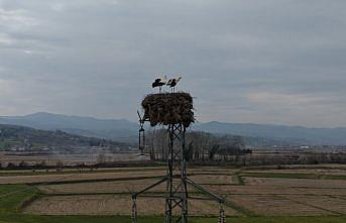Alaçam'da yüksek gerilim hattına yuva yapan leylekler görüntülendi