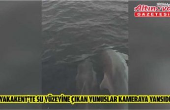Yakakent'te su yüzeyine çıkan yunuslar kameraya yansıdı